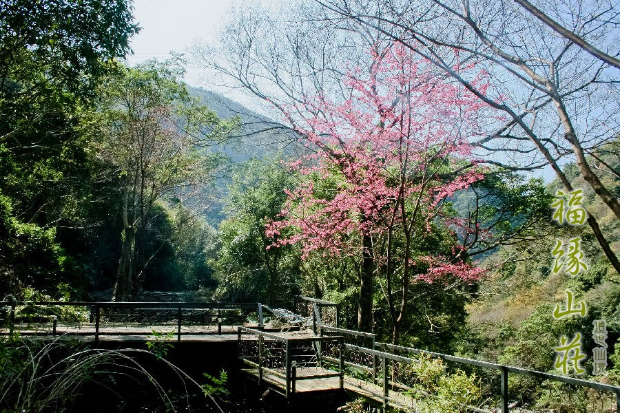 Fuyam Tourist Home | Lala Mountain | 台灣拉拉山民宿福緣山莊