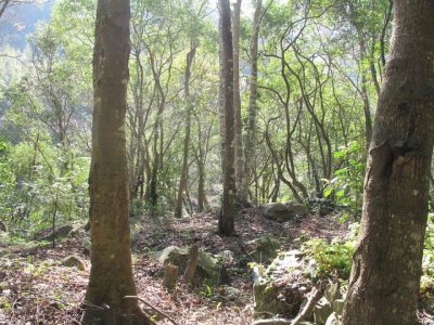 Fuyam surrounding | Photographs | Taiwan Fuyam Tourist Home | Lala Mountain  | R-1-25053174936.jpg