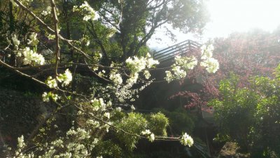 Fuyam Four seasons | Photographs | Taiwan Fuyam Tourist Home | Lala Mountain  | R-4-25053180519.jpg