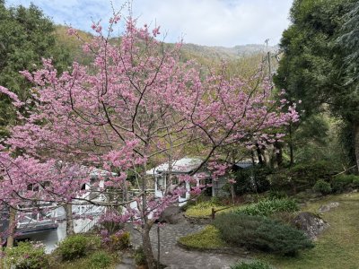 Beautiful scenery | Photographs | Taiwan Fuyam Tourist Home | Lala Mountain  | R-8-250513143800.jpg