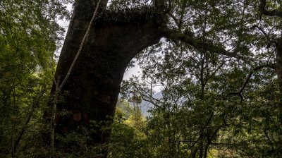 Lalashan (Lala mountain) | Photographs | Taiwan Fuyam Tourist Home | Lala Mountain  | R-9-250510200643.jpg