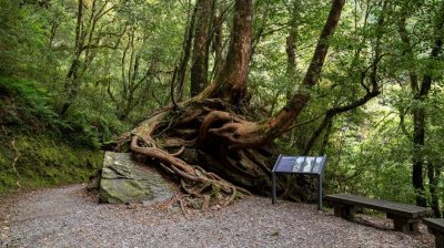 Lalashan (Lala mountain) | Photographs | Taiwan Fuyam Tourist Home | Lala Mountain  | R-9-25051585423.jpg
