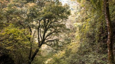 Lalashan (Lala mountain) | Photographs | Taiwan Fuyam Tourist Home | Lala Mountain  | R-9-25051585713.jpg