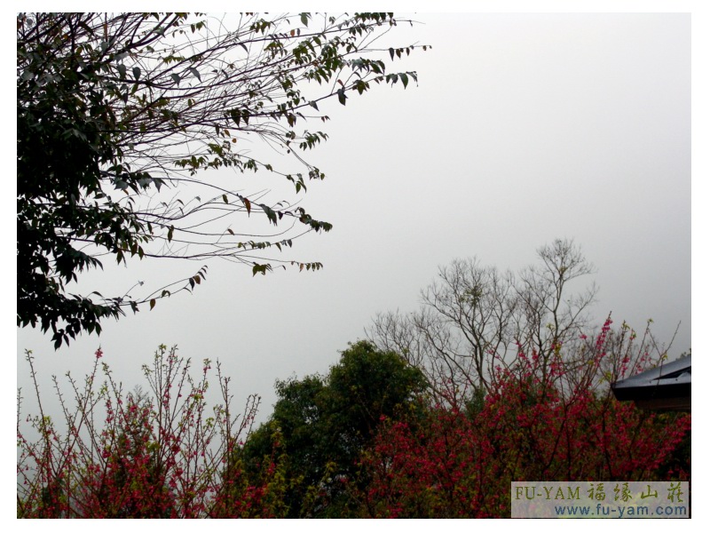 Fuyam surrounding | Photographs | Fuyam Tourist Home | Lala Mountain | 台灣拉拉山民宿福緣山莊 | 002.jpg