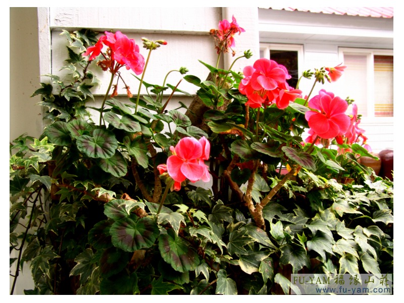 Fuyam flowers | Photographs | Fuyam Tourist Home | Lala Mountain | 台灣拉拉山民宿福緣山莊 | 002.jpg