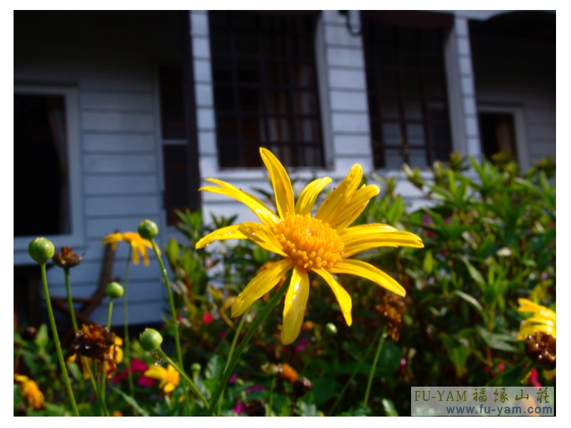 Fuyam flowers | Photographs | Fuyam Tourist Home | Lala Mountain | 台灣拉拉山民宿福緣山莊 | 003.jpg