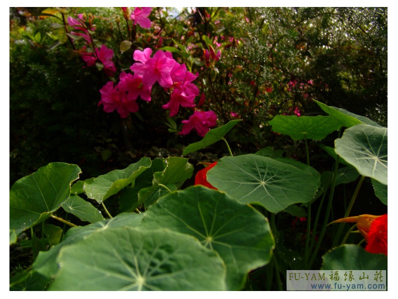 Fuyam flowers | Photographs | Fuyam Tourist Home | Lala Mountain | 台灣拉拉山民宿福緣山莊 | 004.jpg