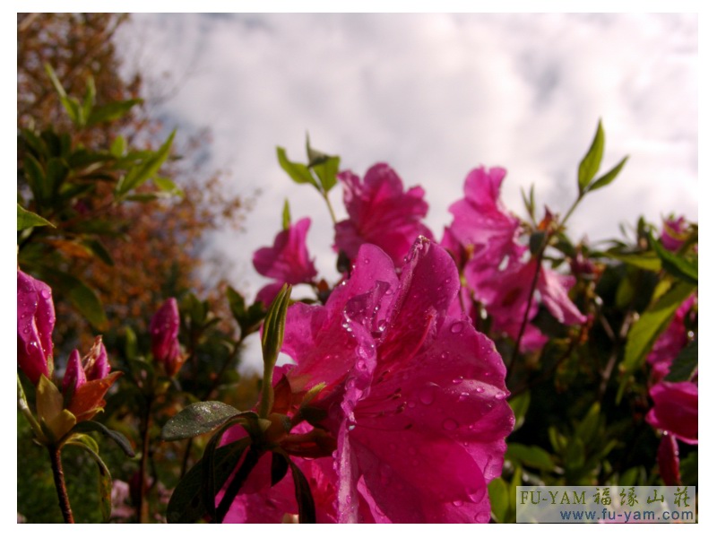 Fuyam flowers | Photographs | Fuyam Tourist Home | Lala Mountain | 台灣拉拉山民宿福緣山莊 | 005.jpg