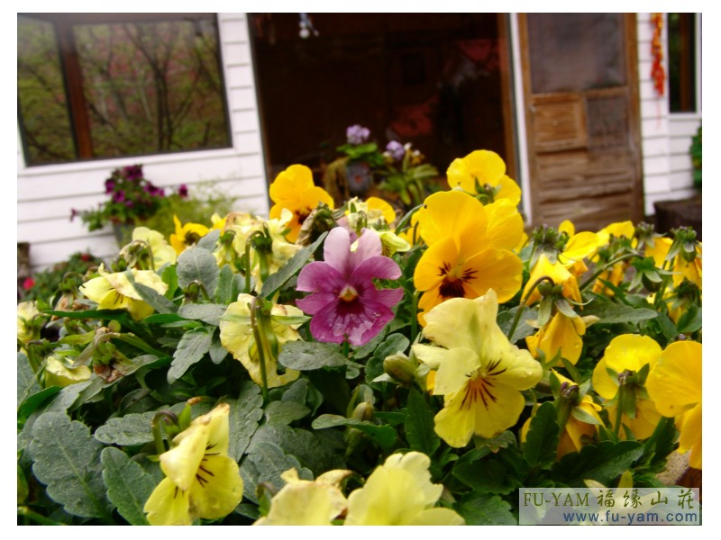 Fuyam flowers | Photographs | Fuyam Tourist Home | Lala Mountain | 台灣拉拉山民宿福緣山莊 | 010.jpg