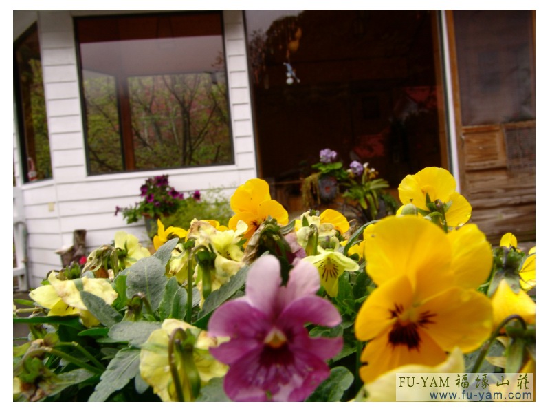 Fuyam flowers | Photographs | Fuyam Tourist Home | Lala Mountain | 台灣拉拉山民宿福緣山莊 | 011.jpg