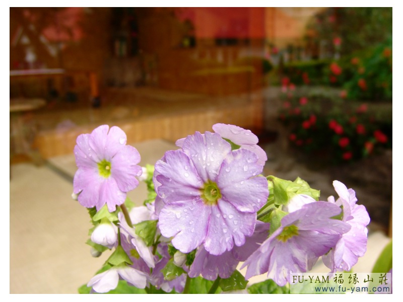 Fuyam flowers | Photographs | Fuyam Tourist Home | Lala Mountain | 台灣拉拉山民宿福緣山莊 | 012.jpg
