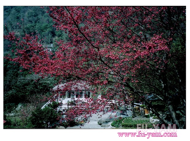 Fuyam Four seasons | Photographs | Fuyam Tourist Home | Lala Mountain | 台灣拉拉山民宿福緣山莊