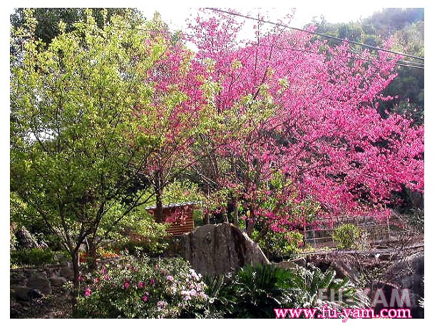 Fuyam Four seasons | Photographs | Fuyam Tourist Home | Lala Mountain | 台灣拉拉山民宿福緣山莊 | 006.jpg