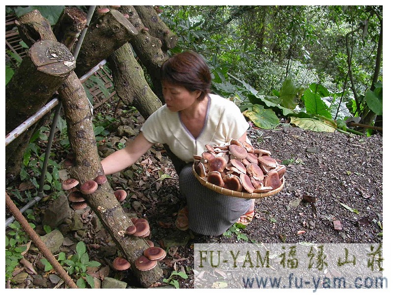 Healthy Eating | Photographs | Fuyam Tourist Home | Lala Mountain | 台灣拉拉山民宿福緣山莊 | 004.jpg