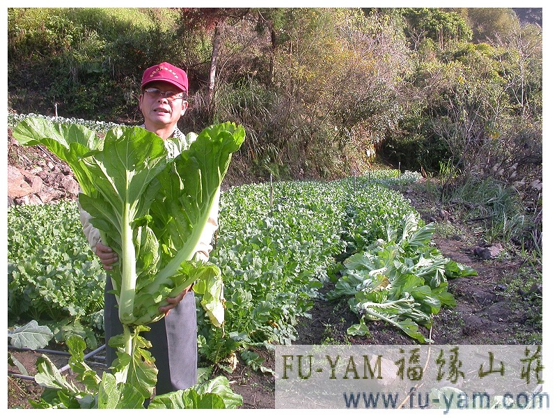 Healthy Eating | Photographs | Fuyam Tourist Home | Lala Mountain | 台灣拉拉山民宿福緣山莊 | 006.jpg