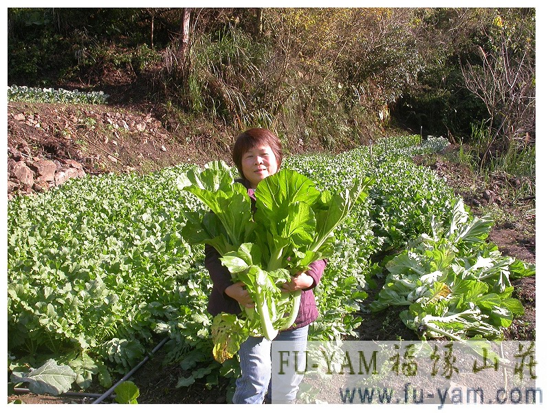Healthy Eating | Photographs | Fuyam Tourist Home | Lala Mountain | 台灣拉拉山民宿福緣山莊 | 007.jpg